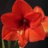 Amaryllis Orange Souvereign -Fleuriste Hippeastrum orange souvereign ld ukhviid 56964 1