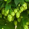 Houblon HOPS (Humulus) - Véritable Houblon De Brassage 2 Houblon HOPS (Humulus) - Véritable Houblon De Brassage -Fleuriste Houblon HOPS Humulus Veritable houblon de brassage copyright 17596 1