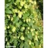 Houblon - Humulus Lupulus Prima Donna -Fleuriste Humulus lupulus Prima Donna 86224 1