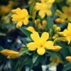 Jasmin - Jasminum Humile Revolutum -Fleuriste Jasmin Jasminum humile Revolutum copyright 1010781 1