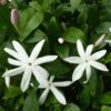 Jasmin Sauvage étoilé - Jasminum Multipartitum 2 Jasmin Sauvage étoilé - Jasminum Multipartitum -Fleuriste Jasminum multipartitum 83641 1