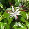 Jasminum Nitidum - Jasmin -Fleuriste Jasminum nitidum 89985 1