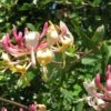 Chèvrefeuille, Lonicera Caprifolium
