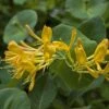 Chèvrefeuille De Tellman - Lonicera Tellmaniana -Fleuriste Lonicera tellmaniana 83651 1