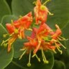 Chèvrefeuille - Lonicera X Heckrotii Firecracker® -Fleuriste Lonicera x heckrotii Firecracker 85668 1
