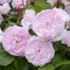Rosier David Austin Olivia Rose Austin -Fleuriste Olivia Rose Austin 712922 1