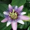 Passiflore Perfume Passion -Fleuriste PASSIFLORA belotii PERFUME PASSION cov 681329 1