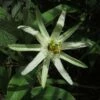 Passiflora Mucronata - Fleur De La Passion -Fleuriste Passiflora mucronata 87021 1