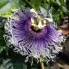 Passiflore Byron Beauty - Fleur De La Passion -Fleuriste Passiflore Byron Beauty 87015 1