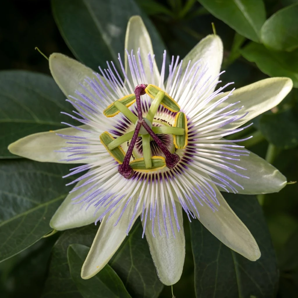 Passiflore, Fleur De La Passion - Passiflora Caerulea Clear Sky 3 Passiflore, Fleur De La Passion - Passiflora Caerulea Clear Sky