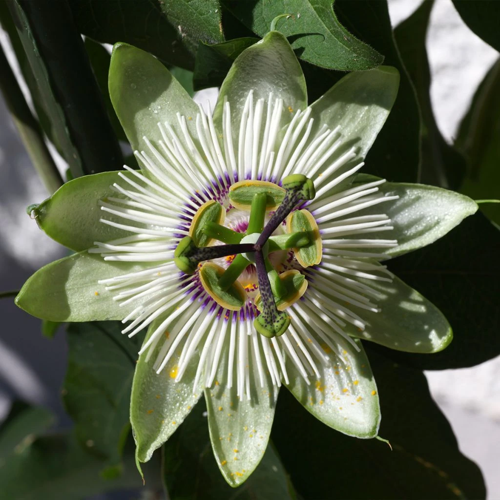 Passiflore - Passiflora White Lightening 3 Passiflore - Passiflora White Lightening