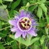 Passiflore Caerulea Purple Haze - Fleur De La Passion -Fleuriste Passiflore Purple Haze 681463 1