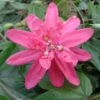 Passiflore Insignis Pink Passion - Fleur De La Passion -Fleuriste Passiflore insignis Pink Passion 681331 1