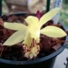 Pleione Forrestii -Fleuriste Pleione forestii 1178 1