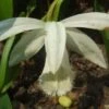 Pleione Formosana Alba -Fleuriste Pleione formosana alba 1130 1