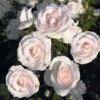 Rosier Couvre-sol Aspirin Rose -Fleuriste Rosa Aspirin Rose en racines nues 85508 2