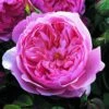 Rosier David Austin The Alnwick Rose -Fleuriste Rosier David Austin The Alnwick Rose en racines nues 84568 1