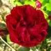 Rosier Grimpant Red Eden Rose -Fleuriste Rosier Grimpant a grandes fleurs Red Eden Rose EricTabarly 71279 1