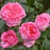 Rosier à Grandes Fleurs La Rose De Molinard -Fleuriste Rosier La Rose de Molinard delgrarose 847172 1