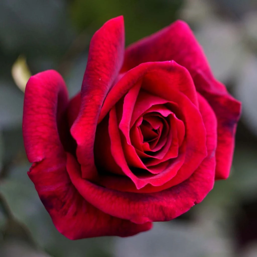 Rosier à Grandes Fleurs Papa Meilland 3 Rosier à Grandes Fleurs Papa Meilland