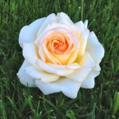 Rosier à Grandes Fleurs Anastasia