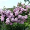Rosier Liane Blush Rambler - Rose Ancienne 1 Rosier Liane Blush Rambler - Rose Ancienne -Fleuriste Rosier ancien Blush Rambler 81566 1