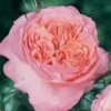 Rosier Anglais English Legend Rose De Cornouaille -Fleuriste Rosier anglais English Legend Rose de Cornouaille source Chastel pepiniere 15422 1