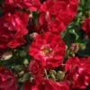 Rosier Grimpant Rambling Rosie -Fleuriste Rosier grimpant Rambling Rosie source Verchuren 15397 1