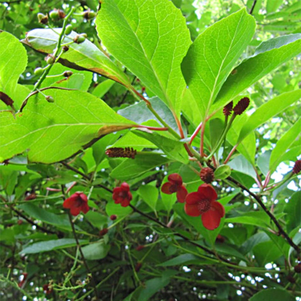 Schisandra Chinensis - Baie Aux 5 Saveurs 3 Schisandra Chinensis - Baie Aux 5 Saveurs