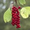 Schisandra Chinensis Sadova N°1 - Baie Aux 5 Saveurs Autofertile -Fleuriste Schisandra chinensis Sadova 89688 1