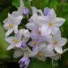 Solanum Jasminoides Bleu - Morelle Faux-jasmin 1 Solanum Jasminoides Bleu - Morelle Faux-jasmin -Fleuriste Solanum jasminoides Bleu 83508 1