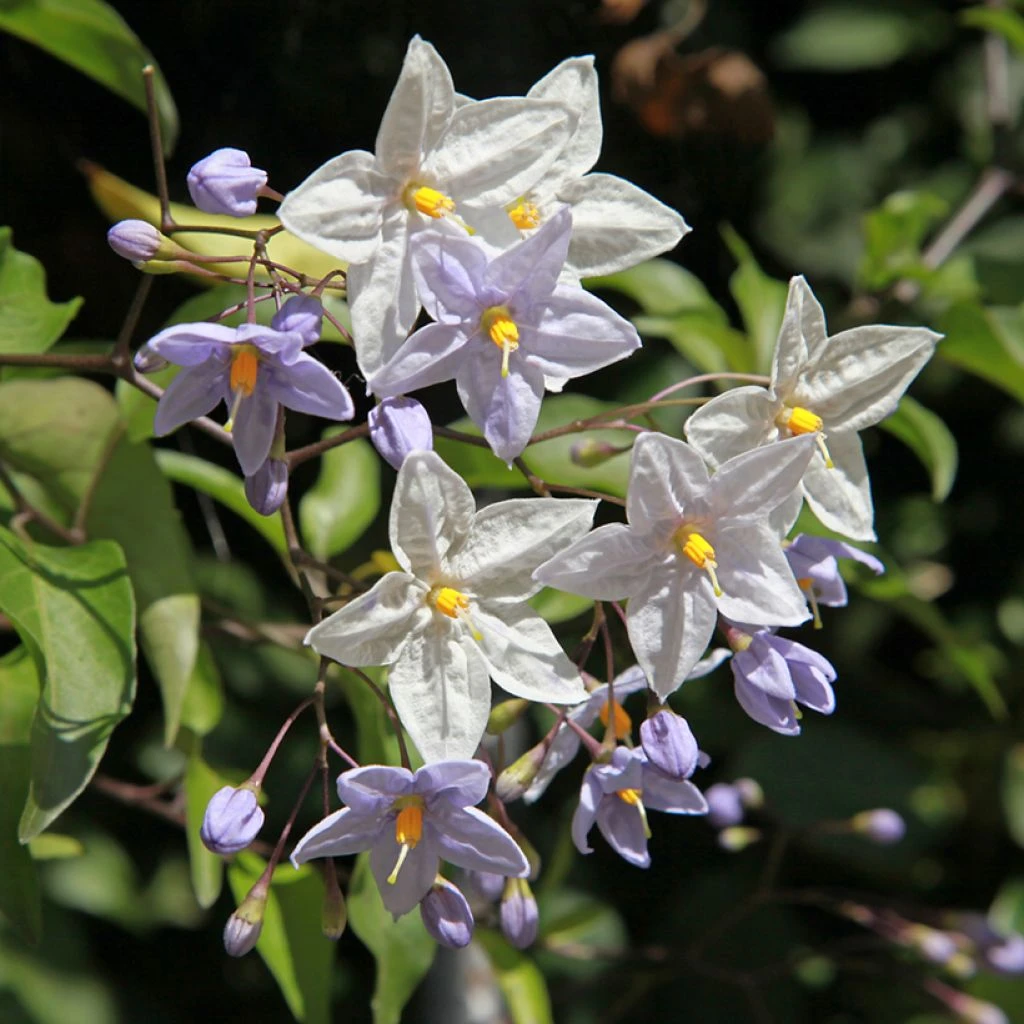 Solanum Jasminoides - Morelle Faux Jasmin 3 Solanum Jasminoides - Morelle Faux Jasmin