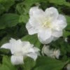 Trillium Grandiflorum Flore Pleno - Trille Blanc à Fleurs Doubles 2 Trillium Grandiflorum Flore Pleno - Trille Blanc à Fleurs Doubles -Fleuriste Trillium grandiflorum Flore Pleno ld 5017 2