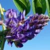 Glycine - Wisteria Frutescens Longwood Purple -Fleuriste Wisteria frutescens Longwood Purple 845911 1
