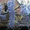Glycine Blue Moon - Wisteria Frutescens Var. Macrostachya -Fleuriste Wisteria macrostachya Blue Moon 88235 1