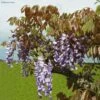 Glycine De Chine Blue Line - Wisteria Sinensis -Fleuriste Wisteria sinensis Blue line IF 17373 1
