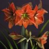 Amaryllis Terra Cotta -Fleuriste amaryllis Terra Cotta 56703 1