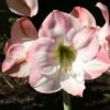Amaryllis Apple Blossom -Fleuriste amaryllis apple blossom 56963 1