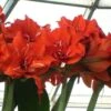 Amaryllis Double Celica -Fleuriste amaryllis celica 56978 1