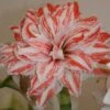 Amaryllis Double Dancing Queen -Fleuriste amaryllis double dancing queen 56962 1