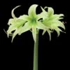 Amaryllis Evergreen -Fleuriste amaryllis evergreen 56967 1