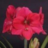 Amaryllis Lagoon -Fleuriste amaryllis lagoon 56701 1