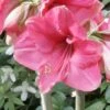 Amaryllis Pink Surprise -Fleuriste amaryllis pink sensation 56961 1