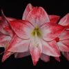 Amaryllis Spotlight* 2 Amaryllis Spotlight* -Fleuriste amaryllis spotlight 56702 1