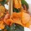 Bougainvillier Spectabilis Orange -Fleuriste bougainvillee spectabilis orange 87007 3