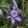 Clématite - Clematis Cassis -Fleuriste clematis cassis 681390 2