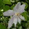 Clématite - Clematis Jackmanii Alba -Fleuriste clematis jackmanii alba 81380 1