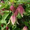 Clématite - Clematis I Am Red Robin -Fleuriste clematite I AMR RED ROBIN nr 51 681377 1