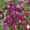 Clématite - Clematis Flammula Sweet Summer Love -Fleuriste clematite Sweet Summer Love 681521 1