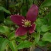 Clématite - Clematis Cirrhosa Lansdowne Gem -Fleuriste clematite cirrhosa lansdown gem 681367 1